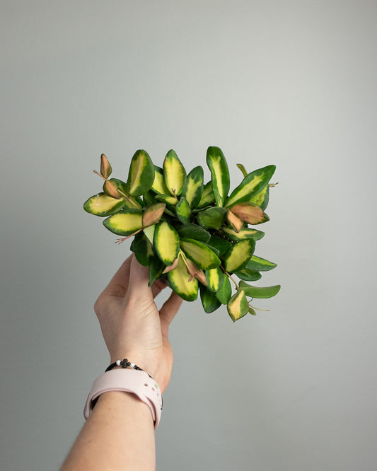 4" Hoya 'DS70' Variegated