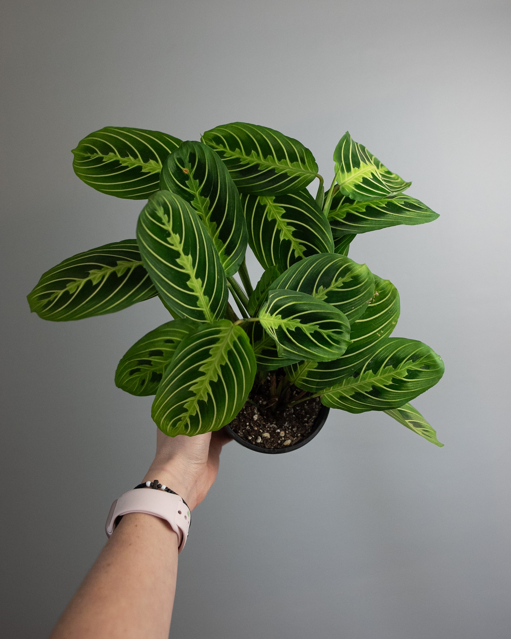 prayer plant flowers 4" Maranta (Prayer Plant) – Madi-Do Flowers