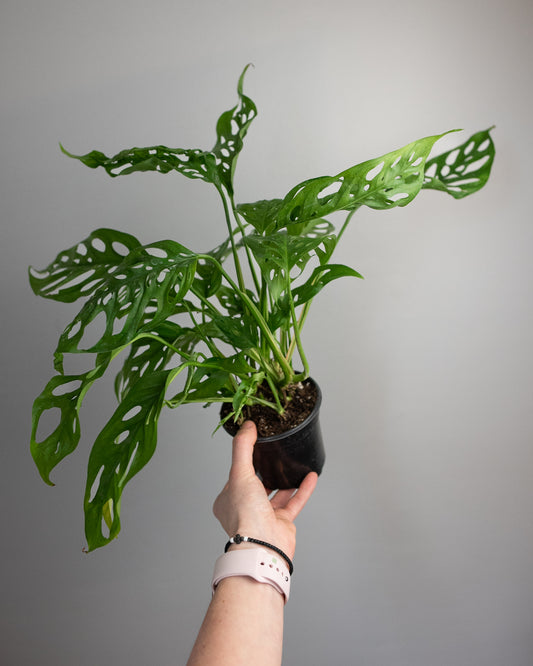 4" Monstera adansonii 'Swiss Cheese Plant'
