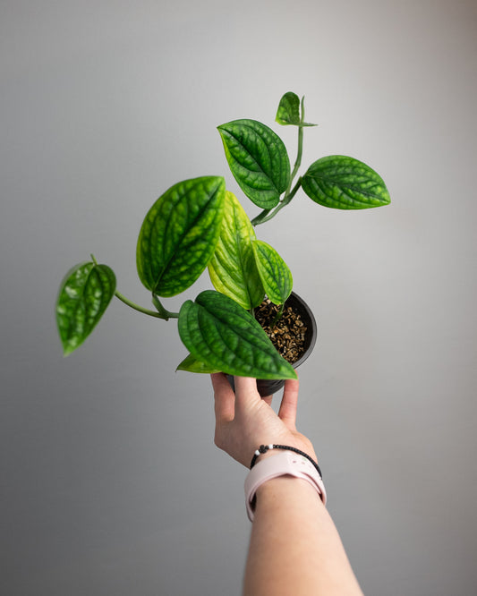 4" Monstera karstenianum 'Peru'