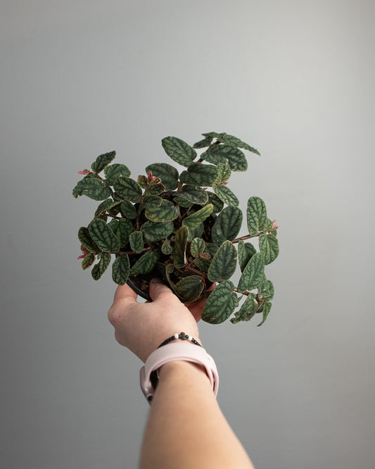 4" Pellionia pulchra 'Watermelon Vine'