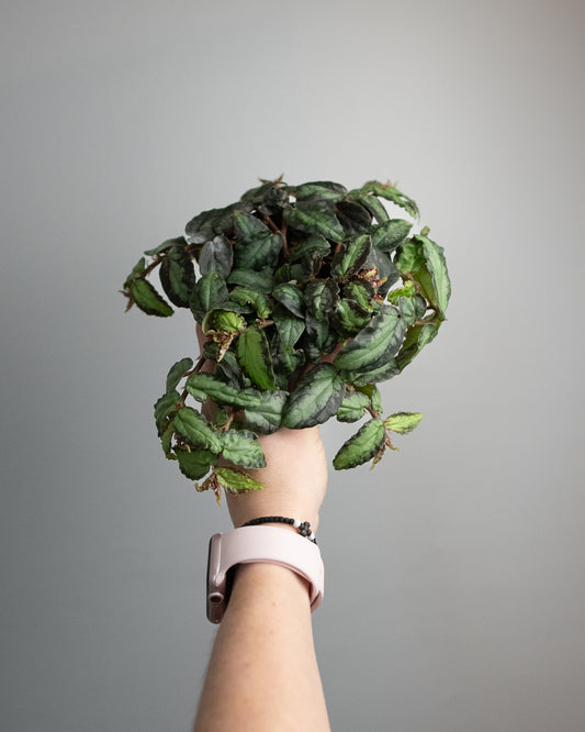 4" Pellionia repens 'watermelon begonia'