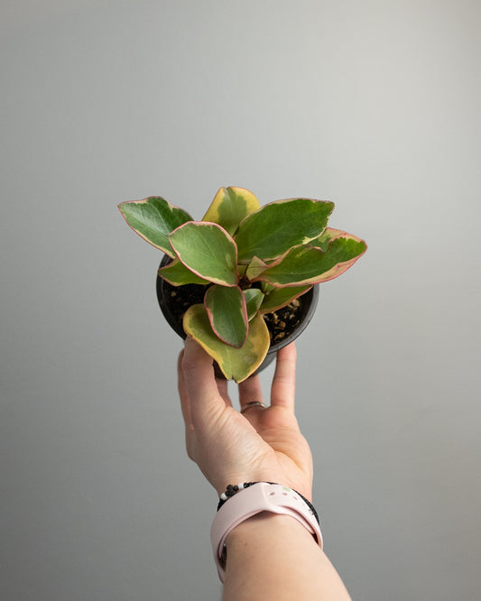 4" Peperomia clusiifolia 'Ginny'