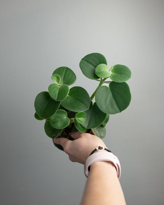 4" Peperomia incana 'Felted'