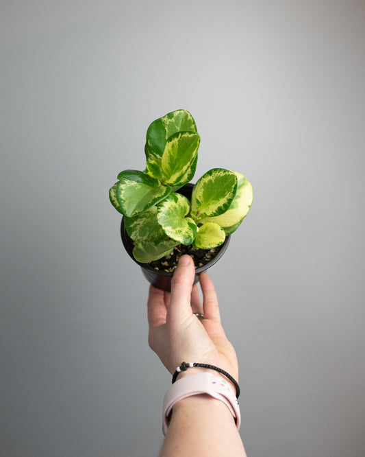 4" Peperomia obtusifolia 'Golden Gate'