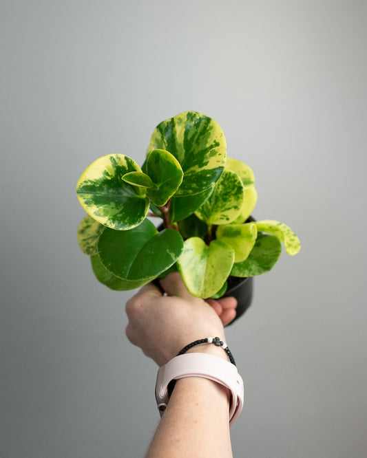 4" Peperomia obtusifolia 'Marble Variegated'