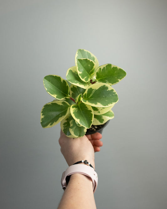 4" Peperomia obtusifolia 'variegated'