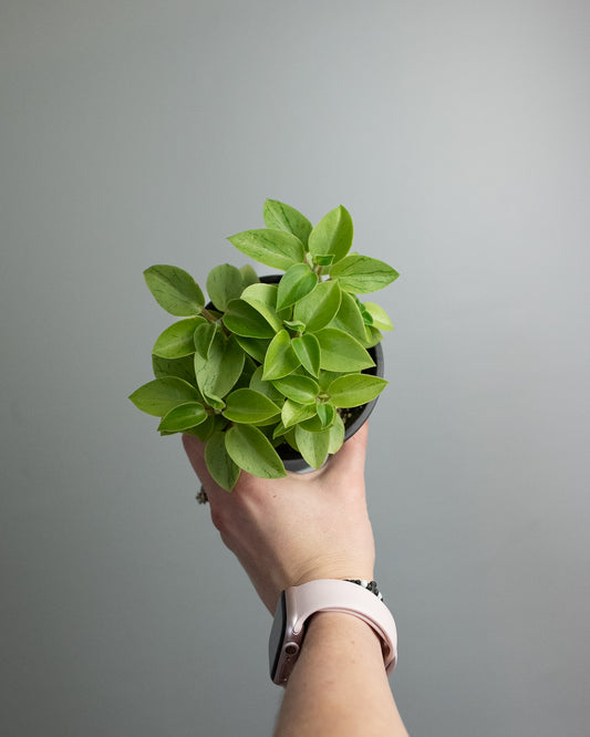 4" Peperomia orba 'Pixie Lime'