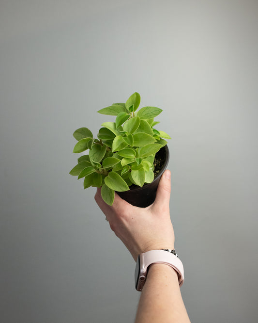 4" Peperomia orba 'Pixie Lime'