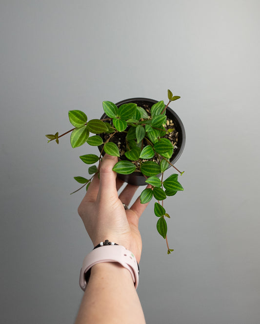 4" Peperomia quadrangularis