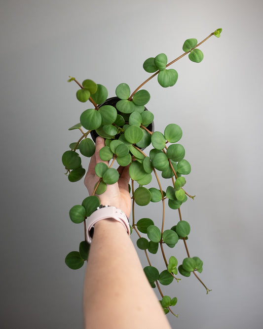 4" Peperomia rotundifolia 'Hope'