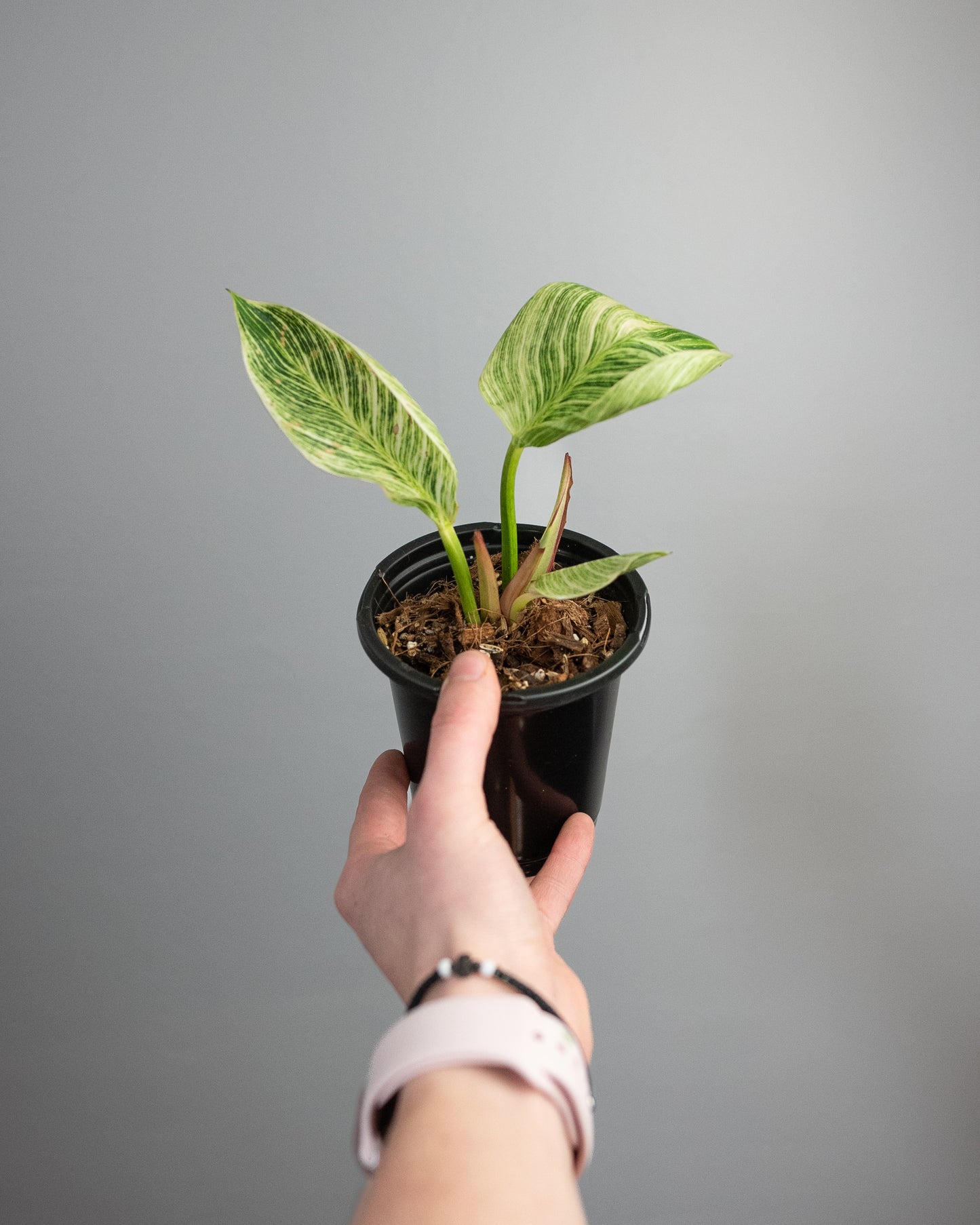 4" Philodendron 'Birkin'