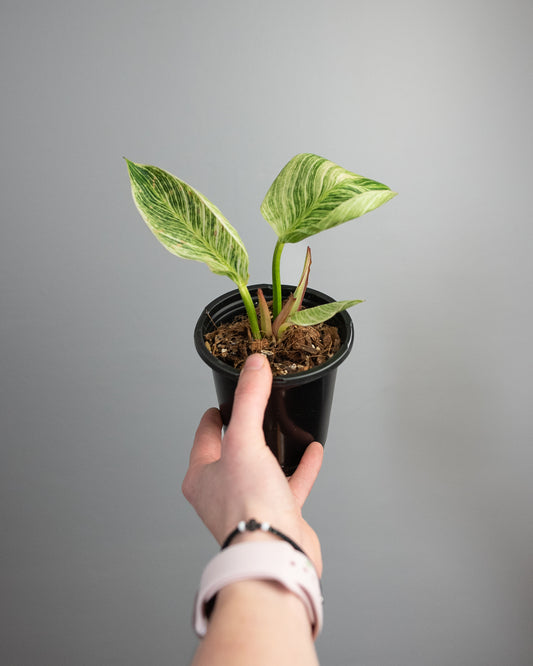 4" Philodendron 'Birkin'