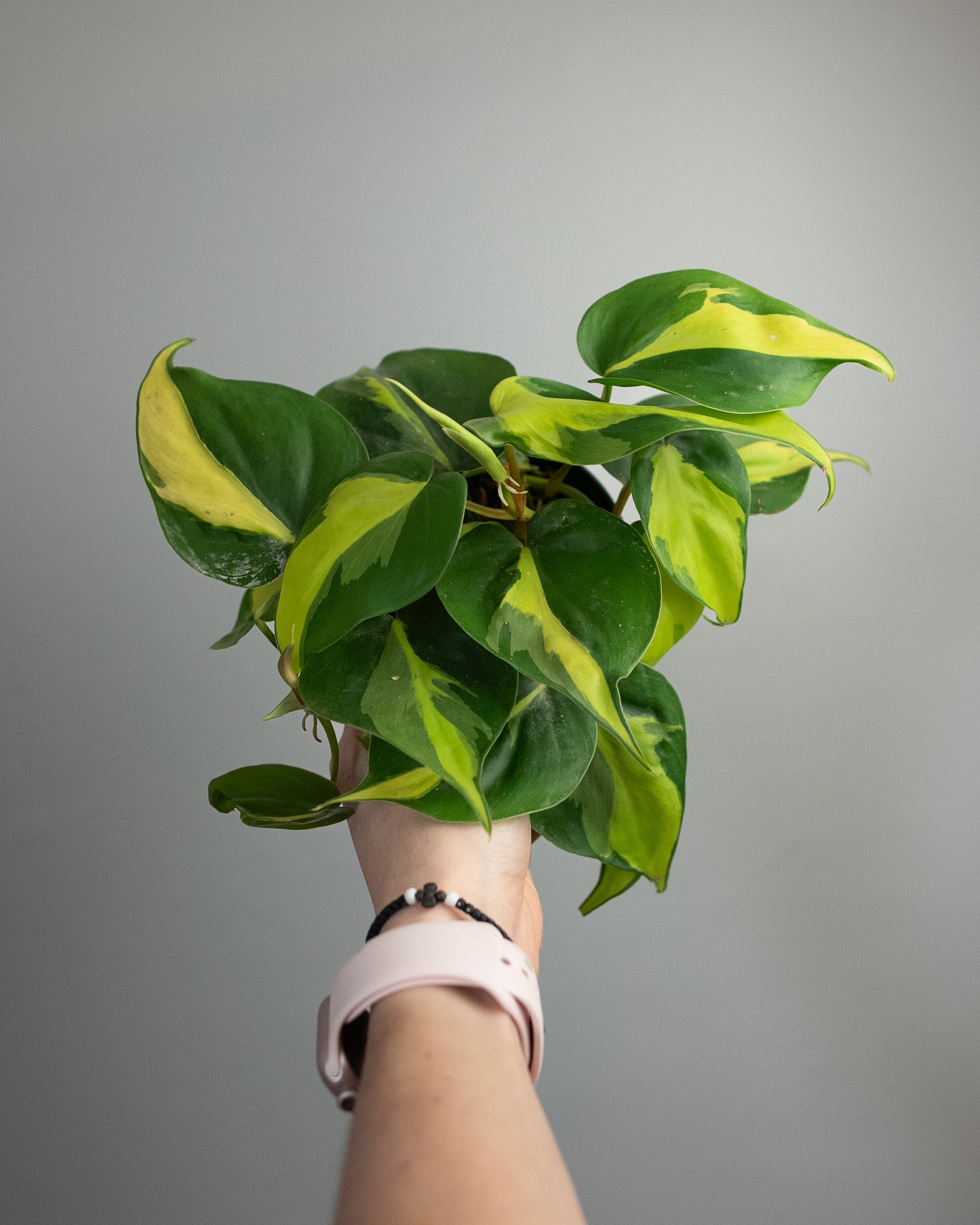philodendron brazil medium 4" Philodendron 'Brasil' – Madi-Do Flowers
