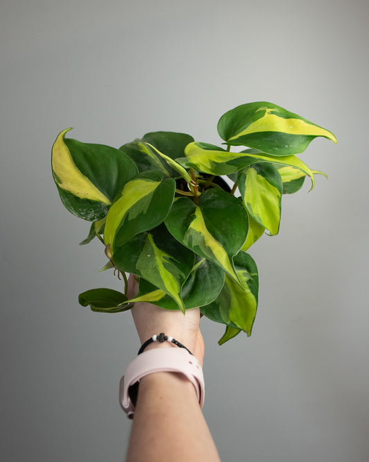 4" Philodendron 'Brasil'