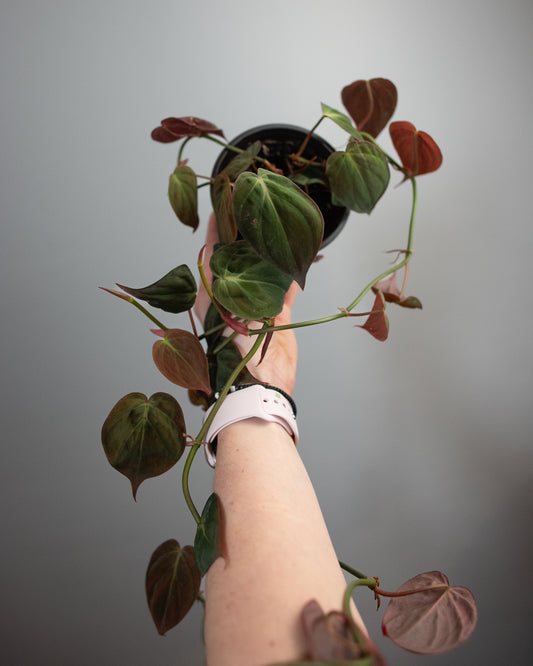 4" Philodendron 'Micans'