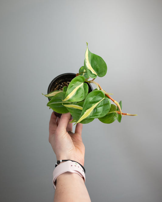 4" Philodendron 'Rio'