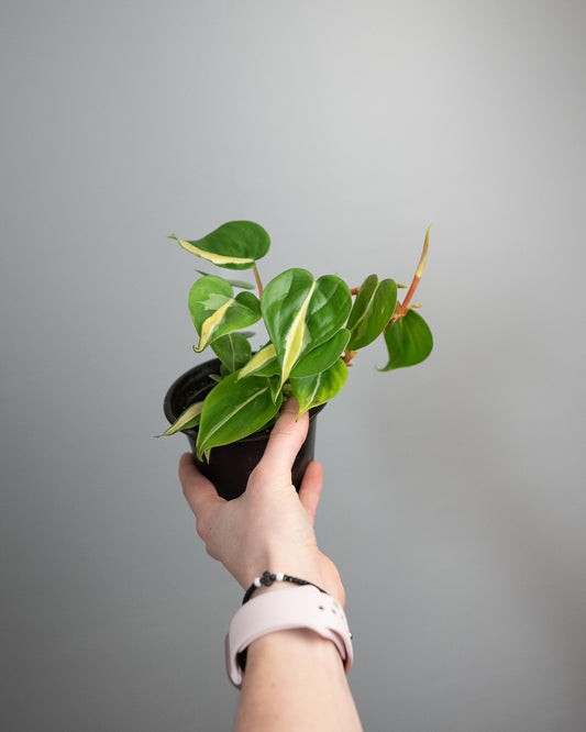 4" Philodendron 'Rio'