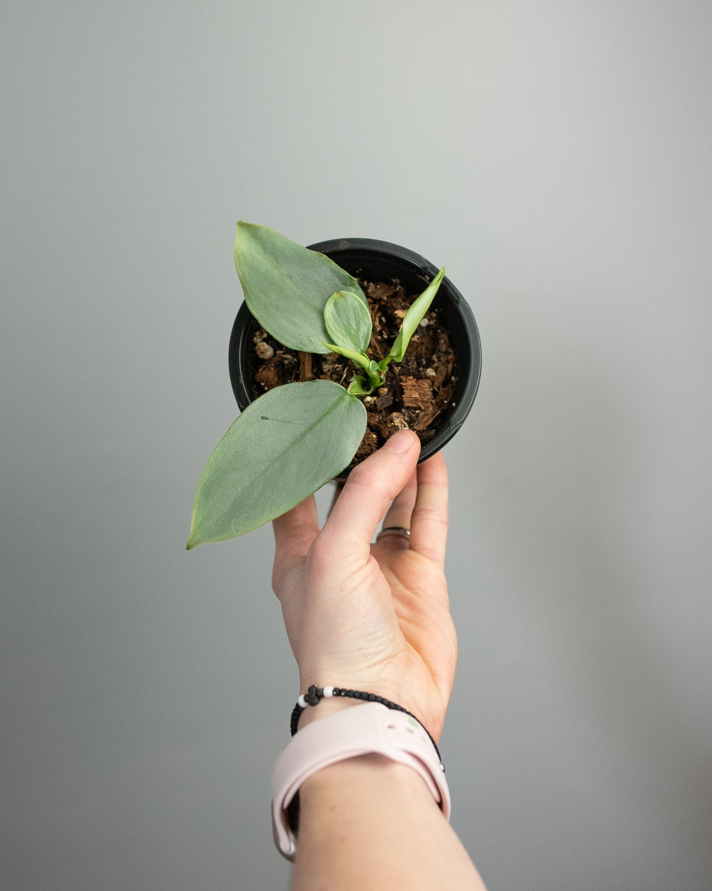 4" Philodendron 'Silver Sword'