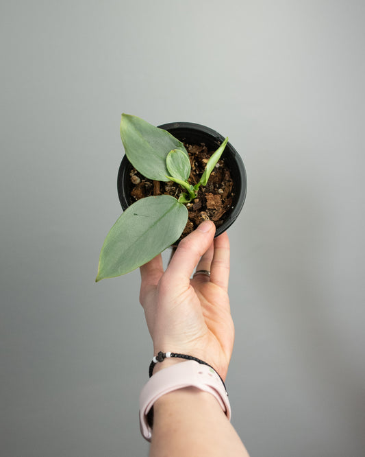 4" Philodendron 'Silver Sword'