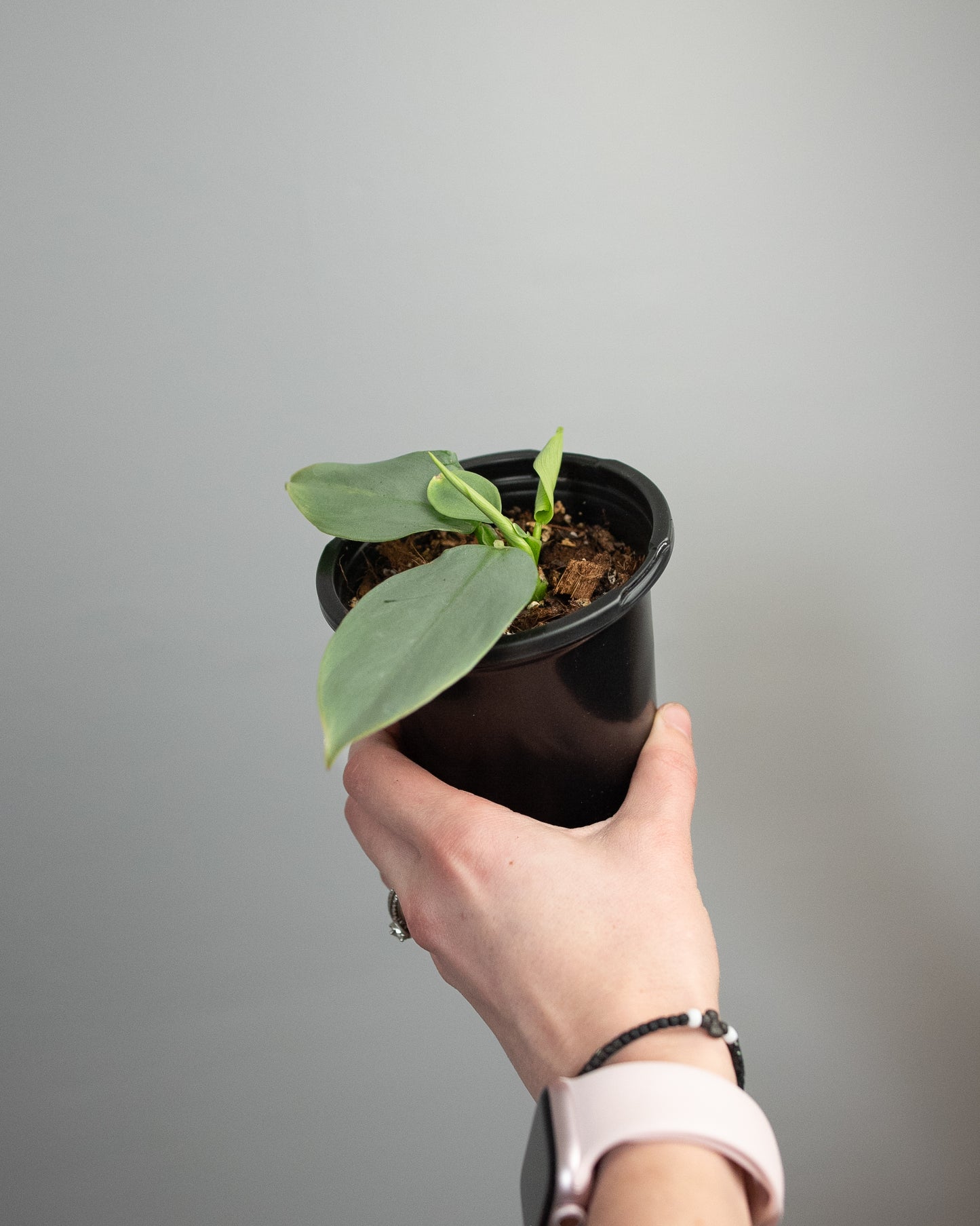 4" Philodendron 'Silver Sword'