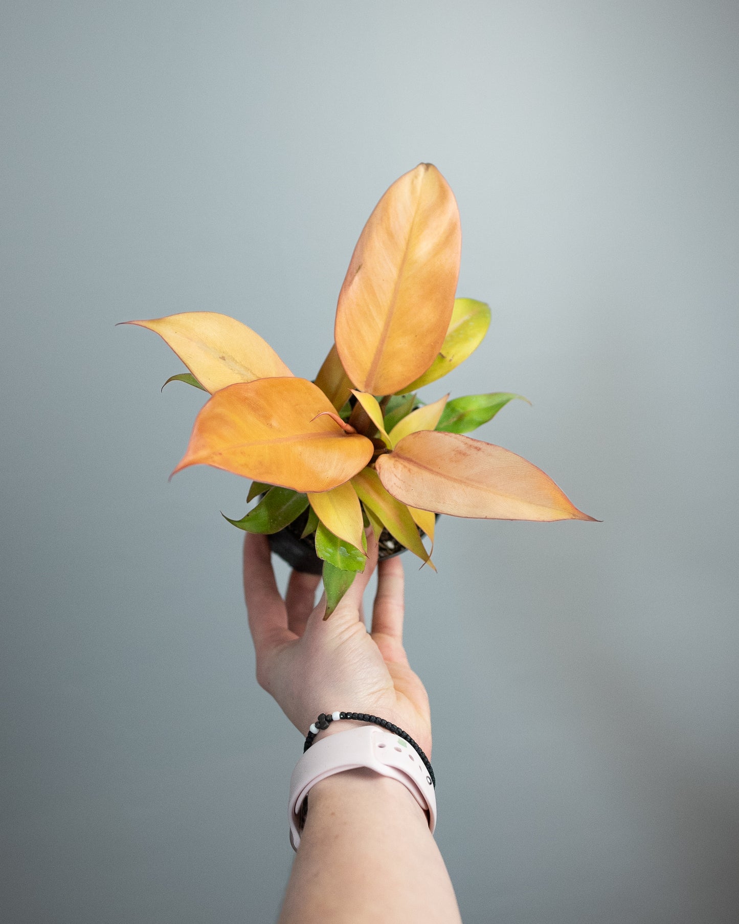 4" Philodendron 'Prince of Orange'
