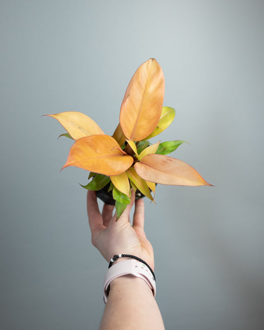 4" Philodendron 'Prince of Orange'
