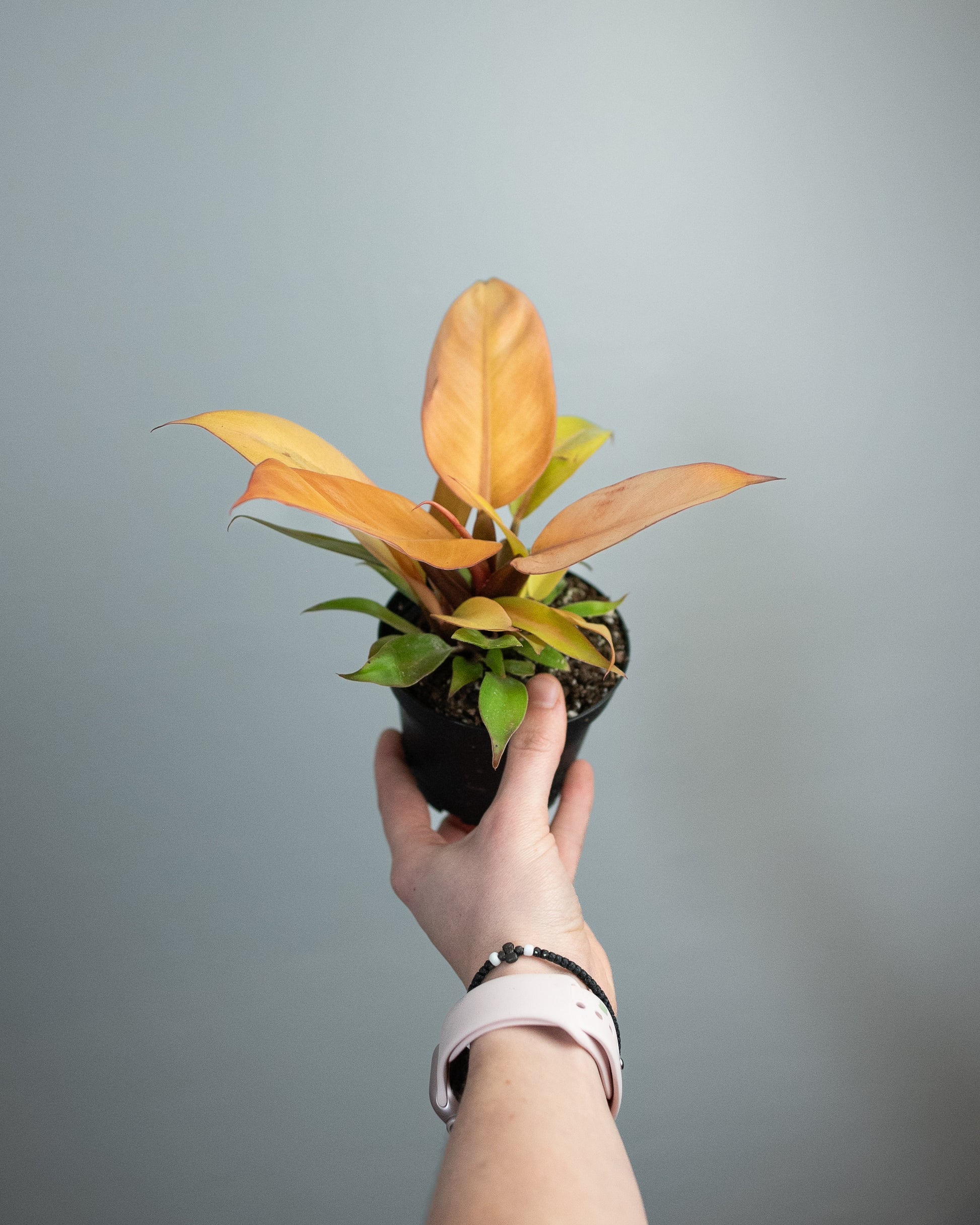 orange philodendron flowering 4" Philodendron 'Prince of Orange'