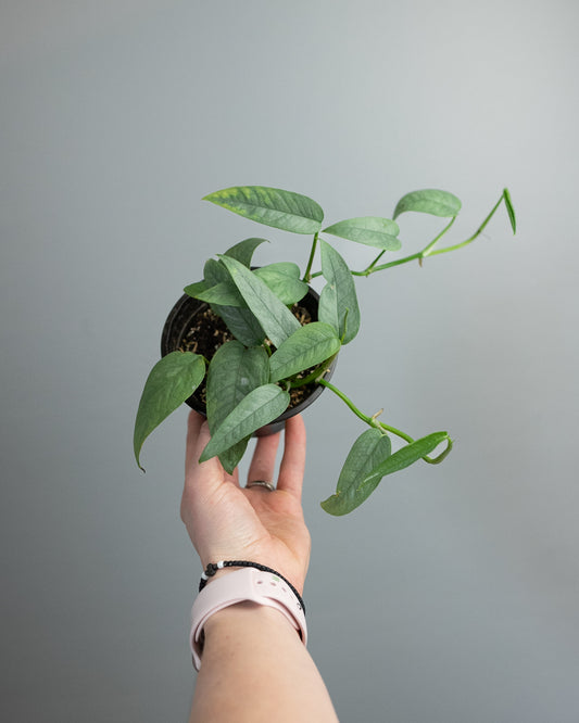 4" Pothos 'Cebu Blue'