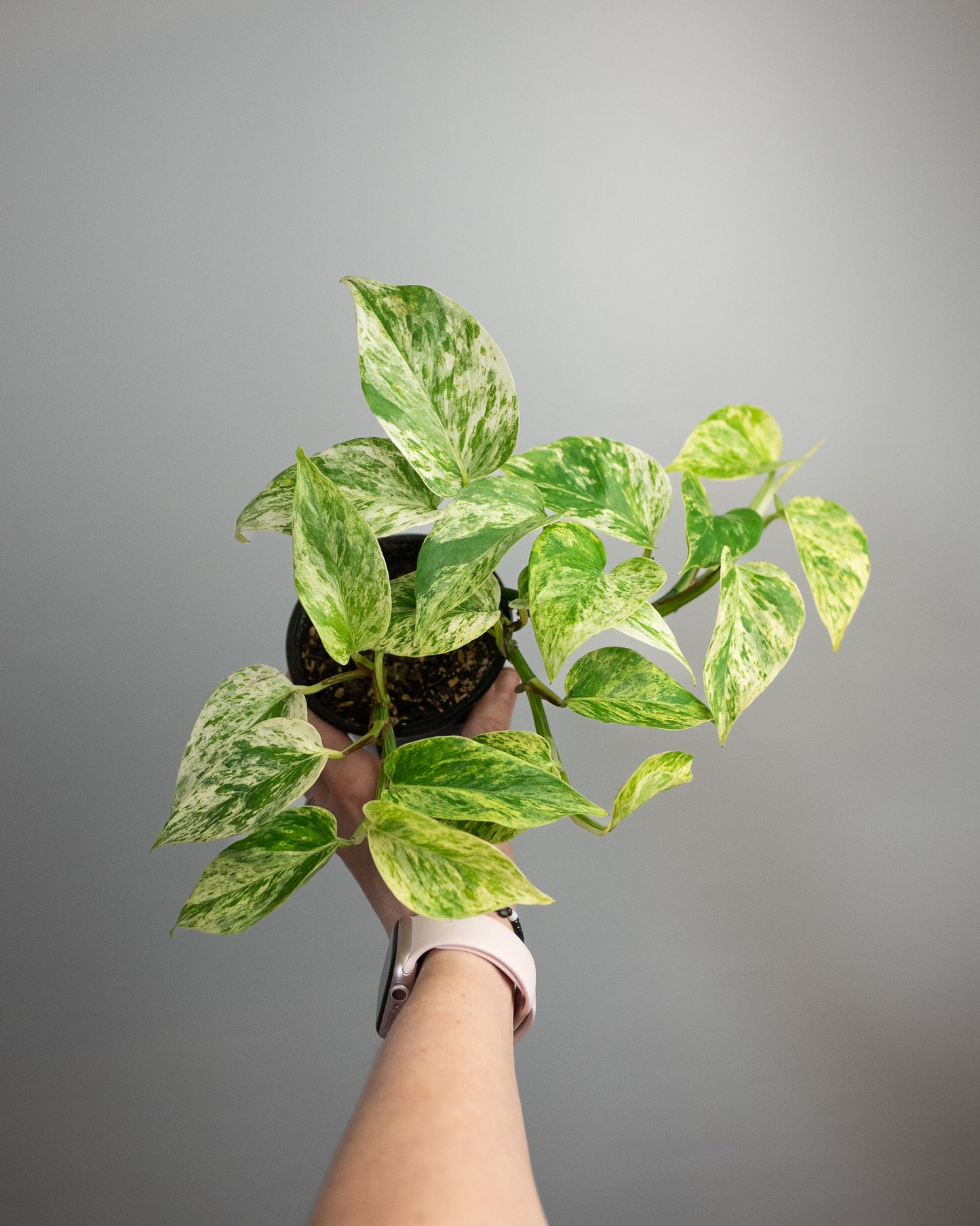4" Pothos 'Marble Queen'