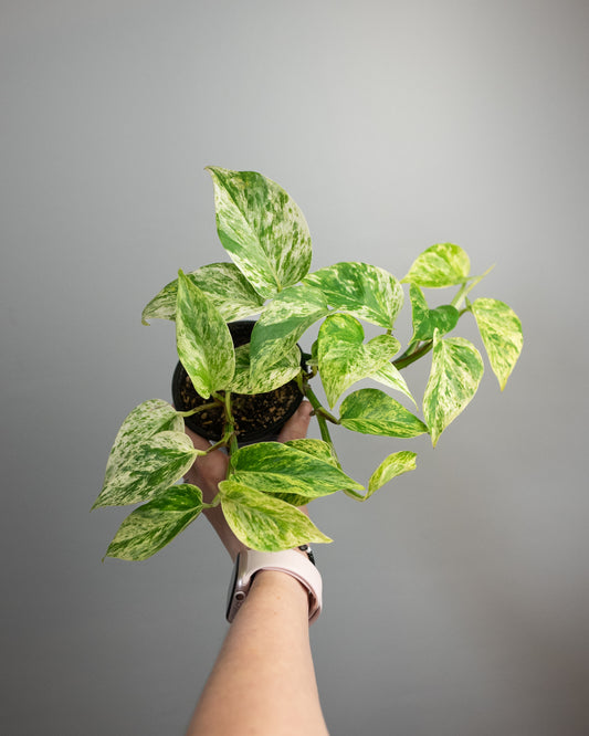4" Pothos 'Marble Queen'