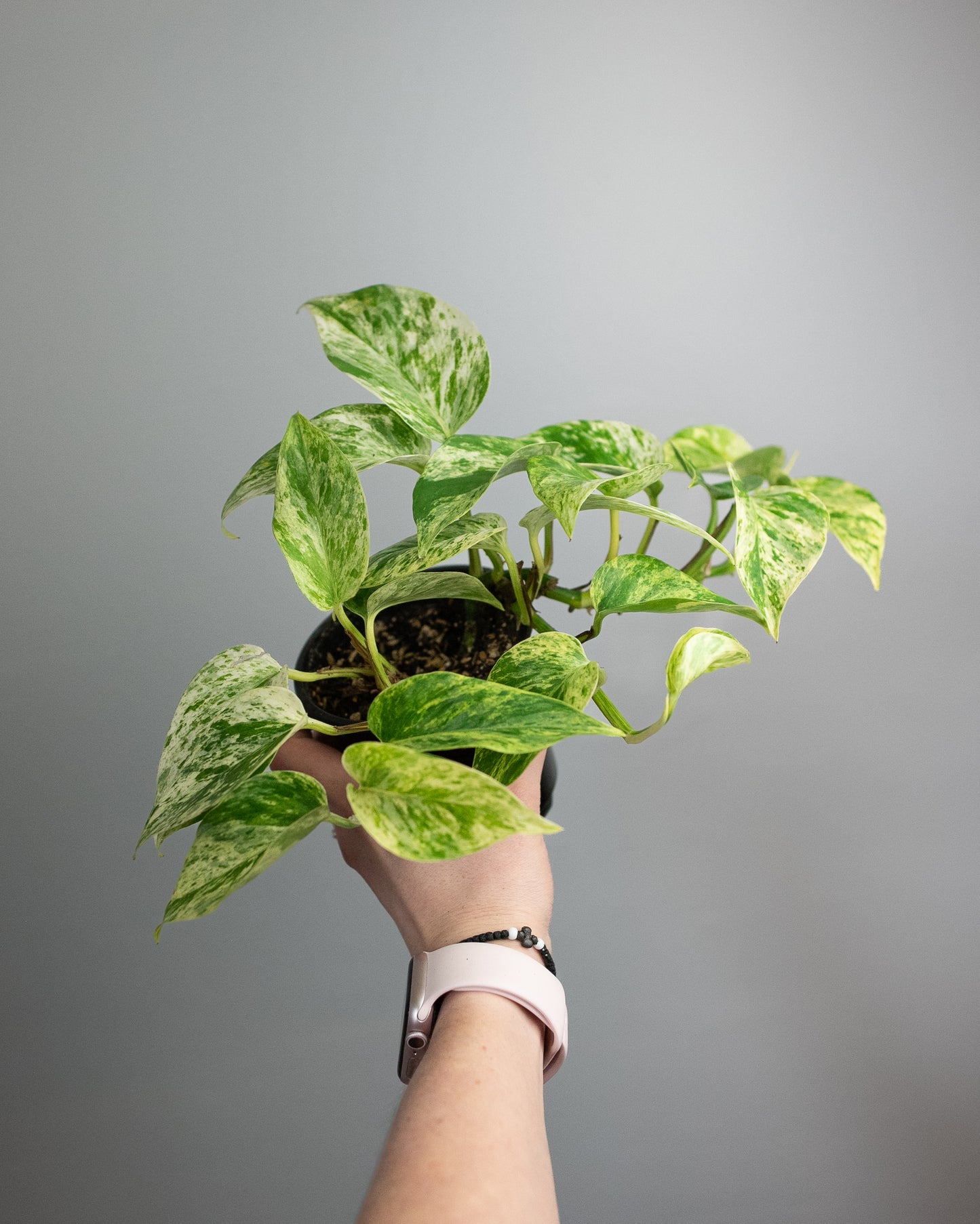 4" Pothos 'Marble Queen'