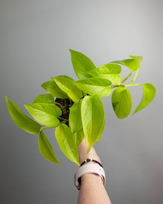 4" Pothos 'Neon'