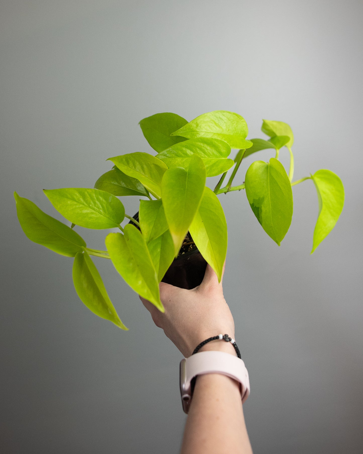 4" Pothos 'Neon'