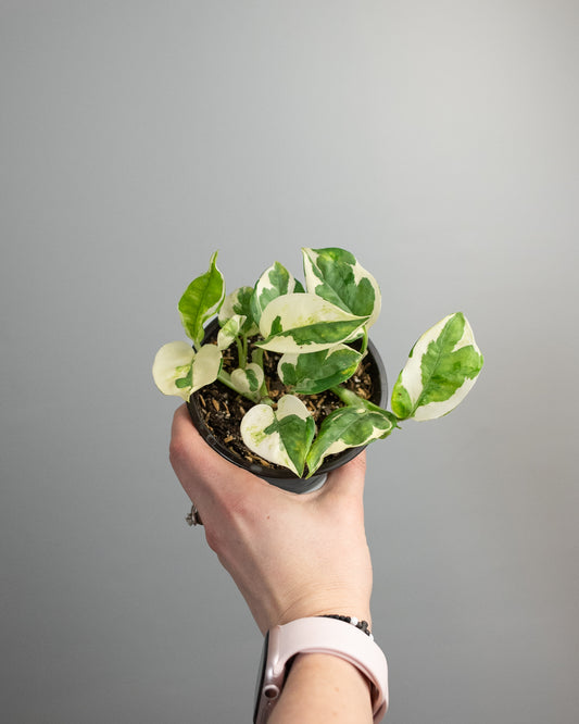 4" Pothos 'Pearls n Jade'