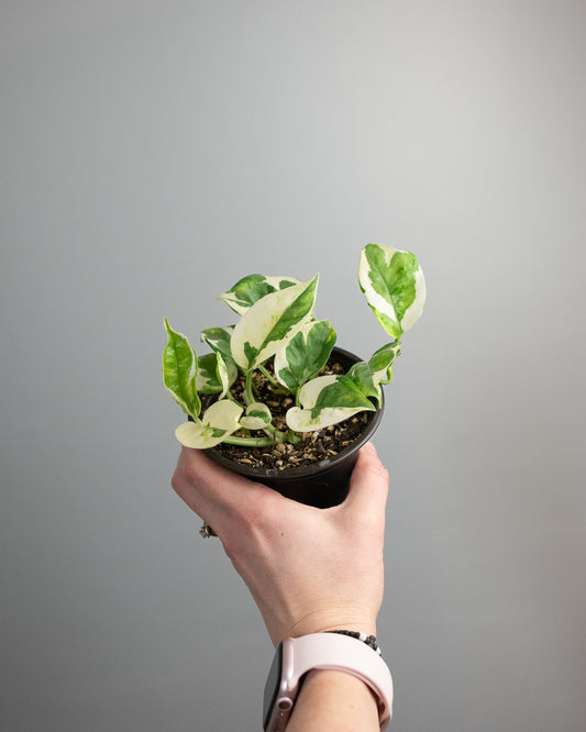 4" Pothos 'Pearls and Jade'