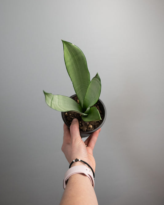 4" Sansevieria 'Moonlight'