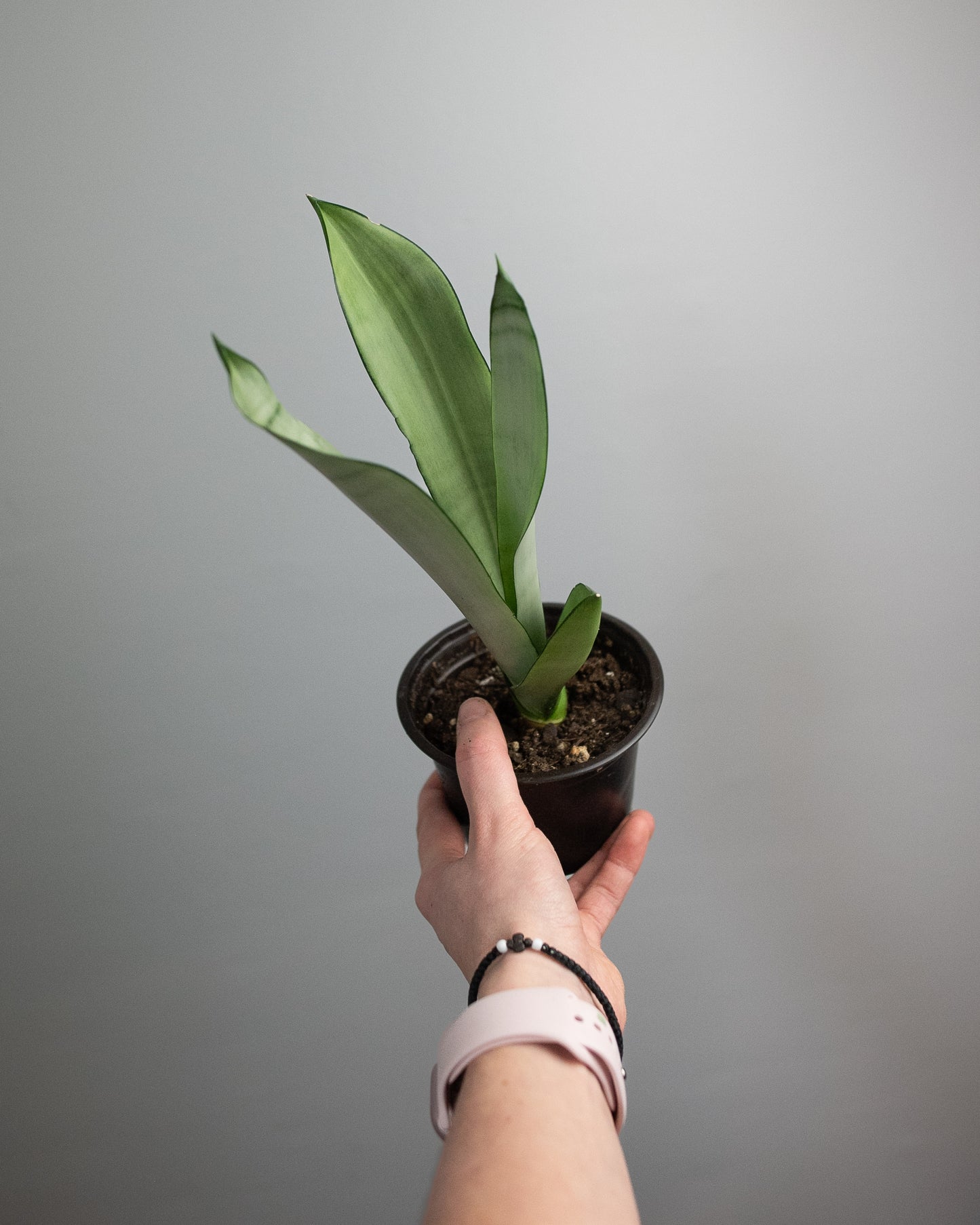 4" Sansevieria 'Moonlight'