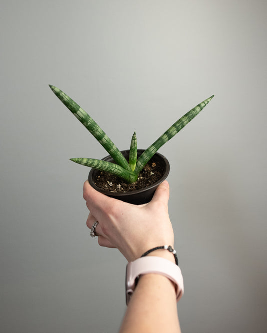 4" Sansevieria cylindrica 'Boncel starfish'