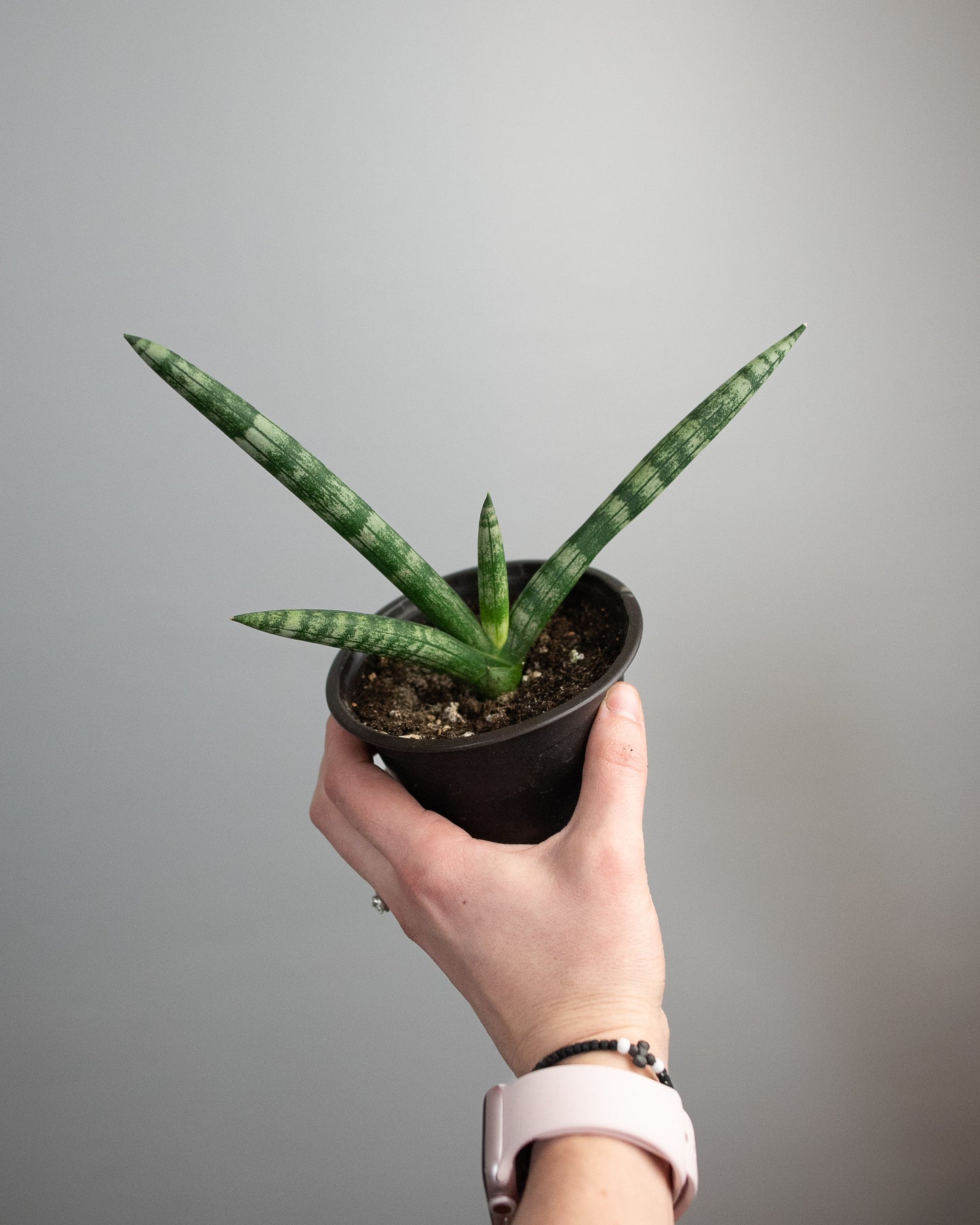 4" Sansevieria cylindrica 'Boncel starfish'
