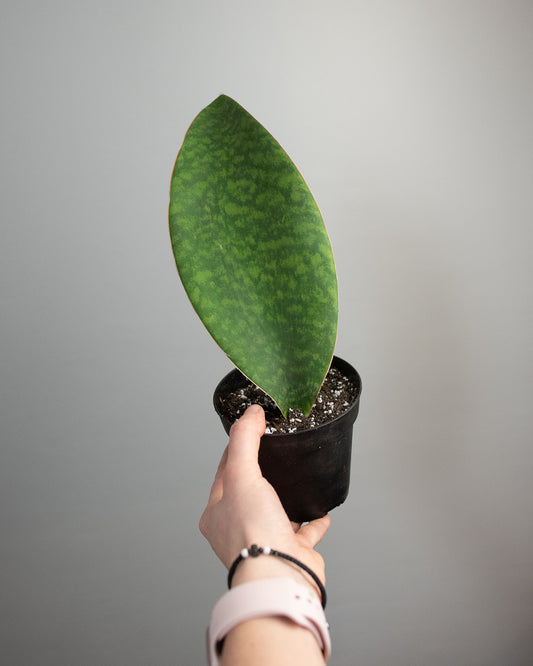 4" Sansevieria masoniana 'Whale Fin'