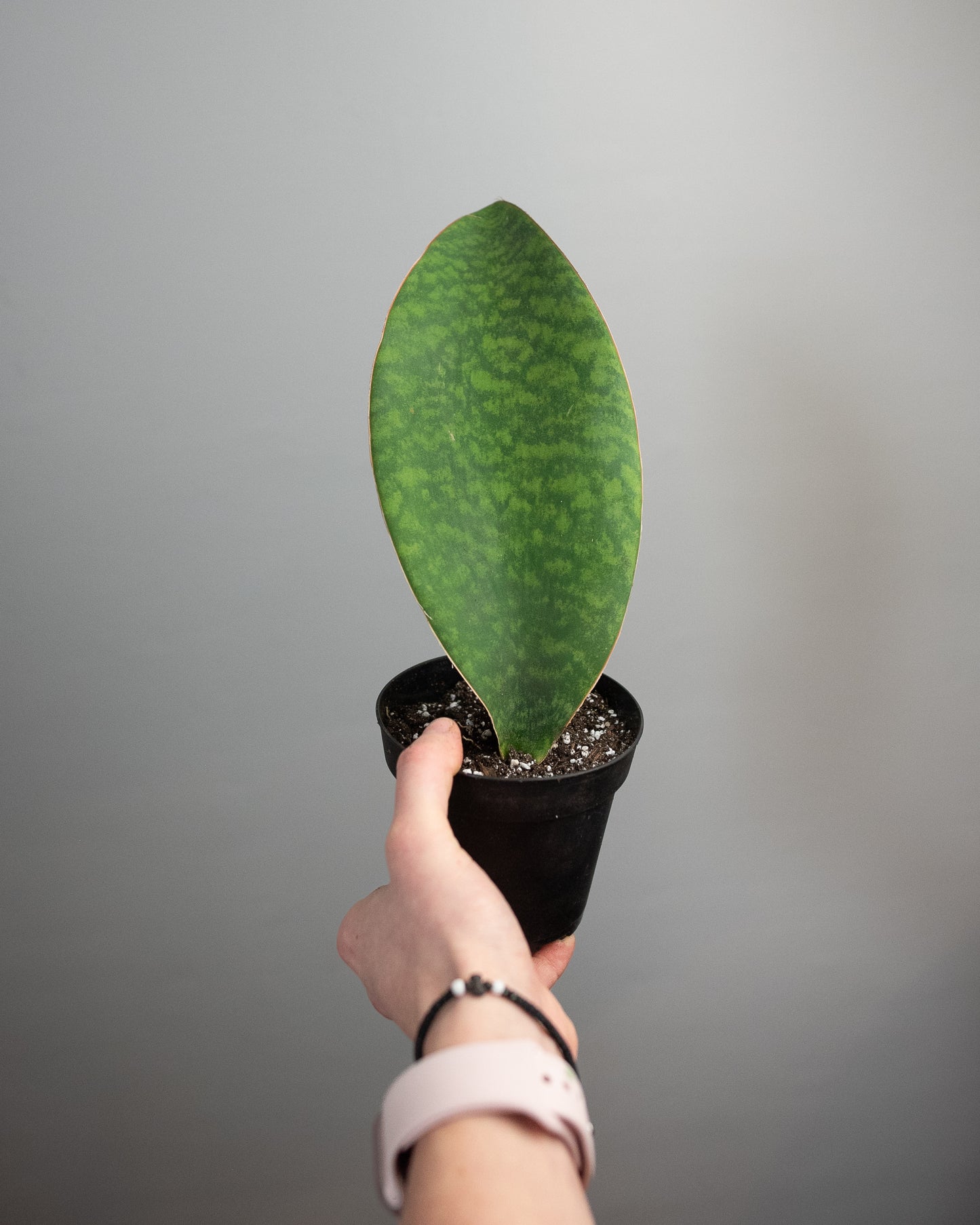 4" Sansevieria masoniana 'Whale Fin'