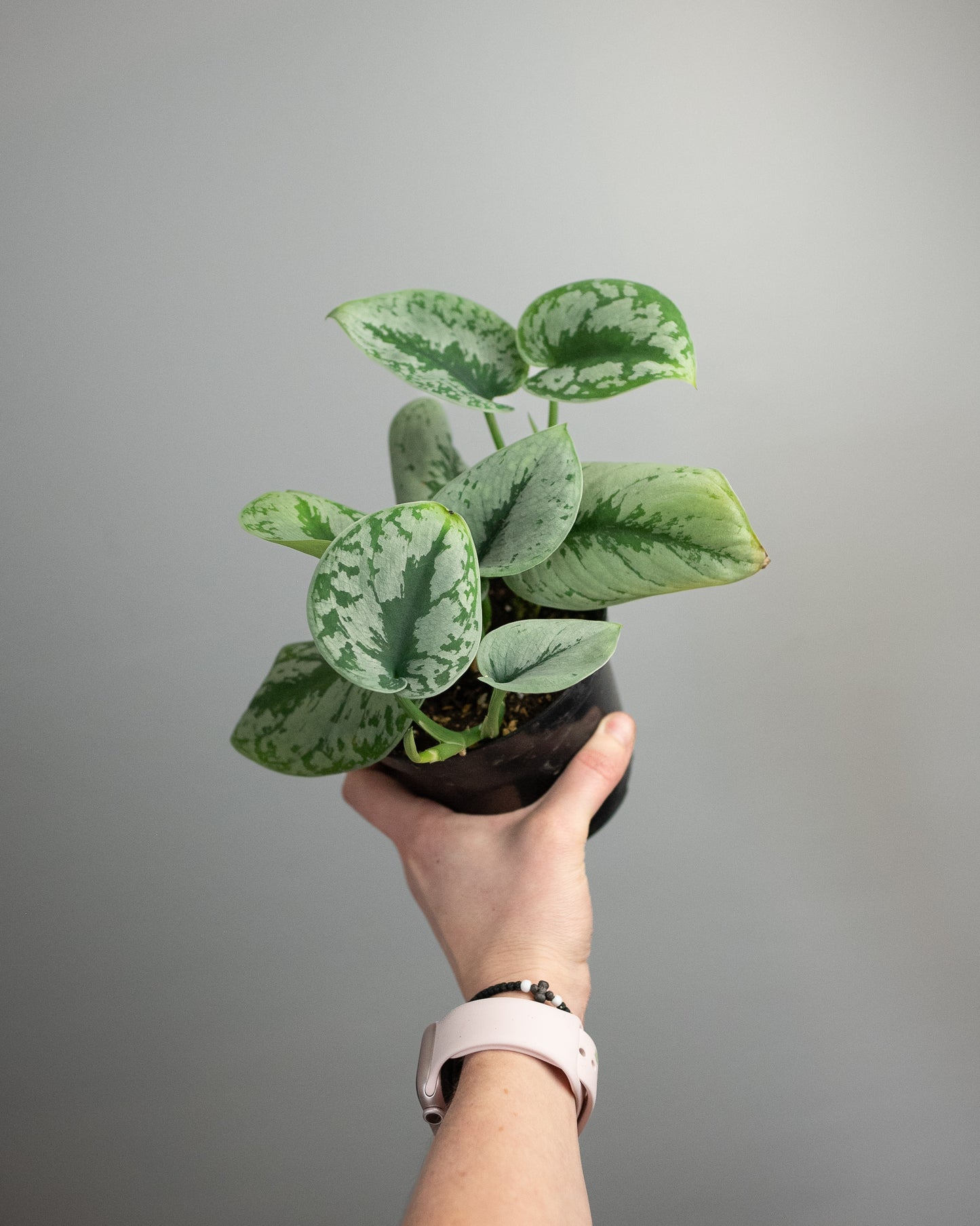 4" Scindapsus pictus 'Exotica'