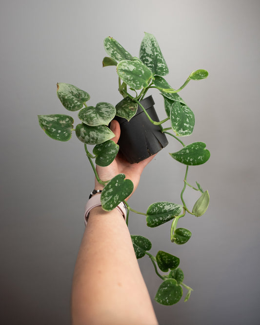 4" Scindapsus pictus 'Silvery Ann'
