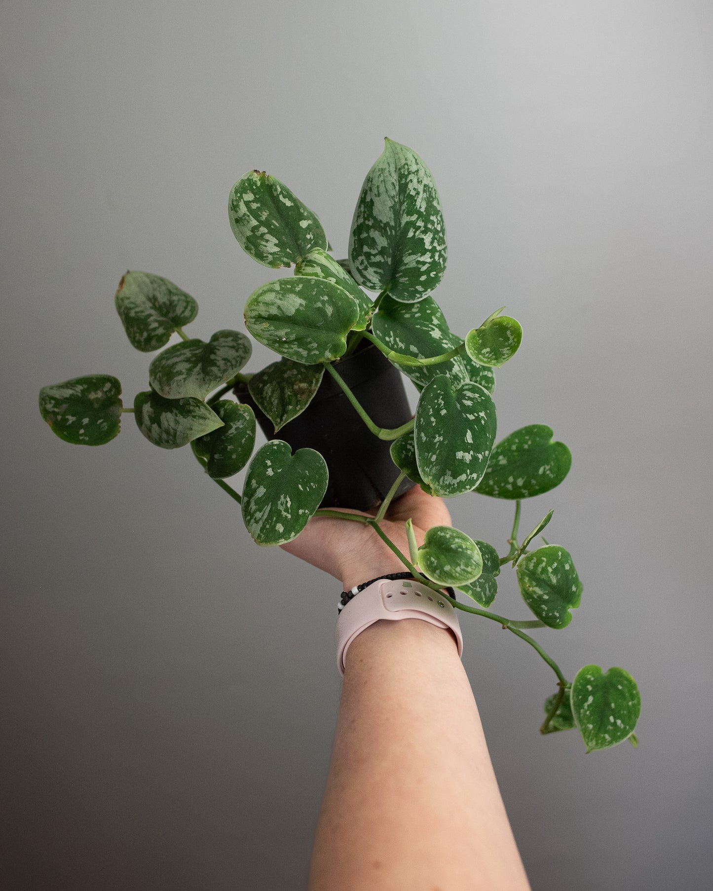 4" Scindapsus pictus 'Silvery Ann'