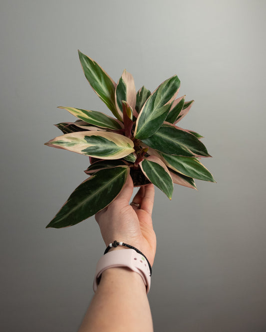 4" Stromanthe 'Trio Star'
