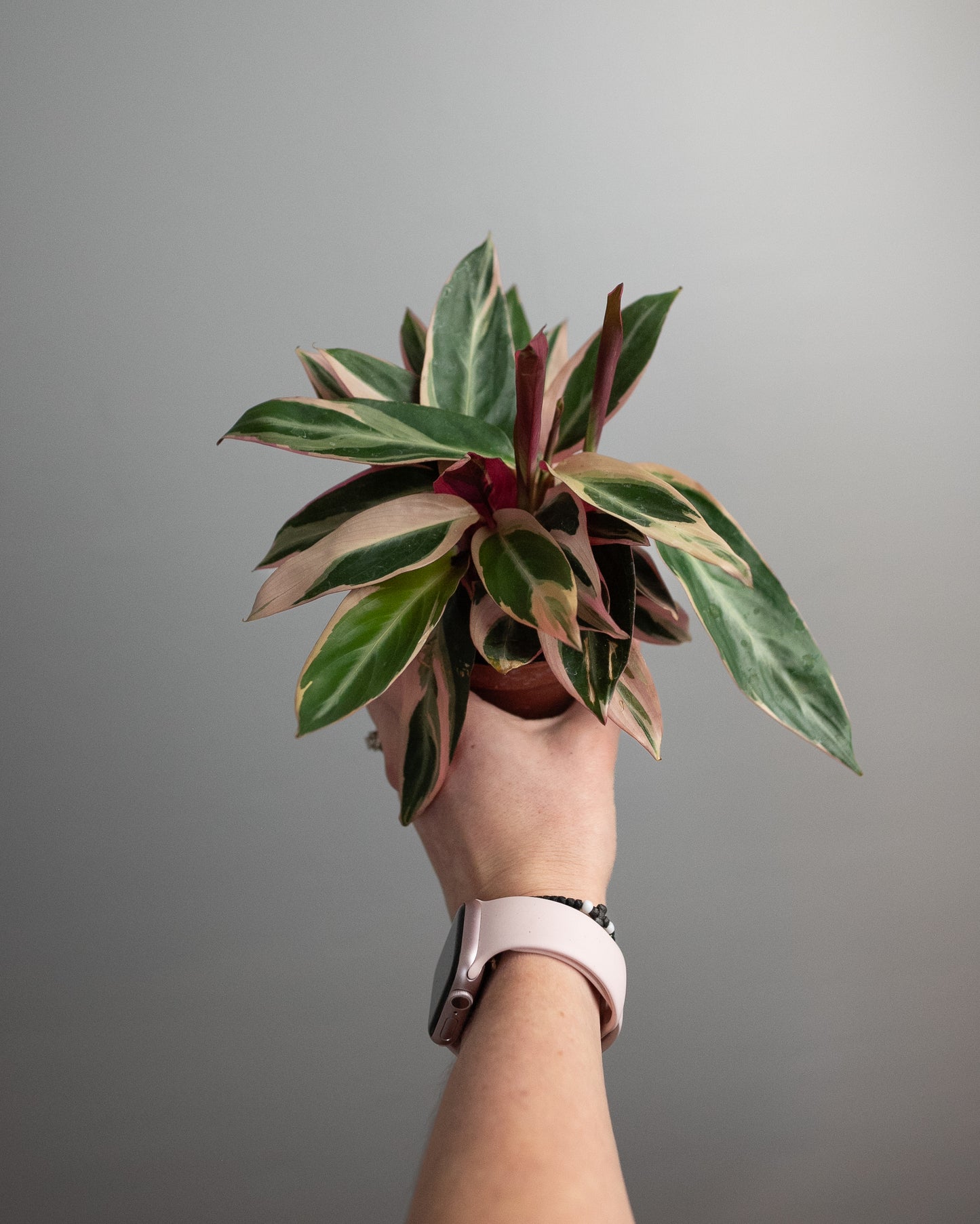 4" Stromanthe 'Trio Star'