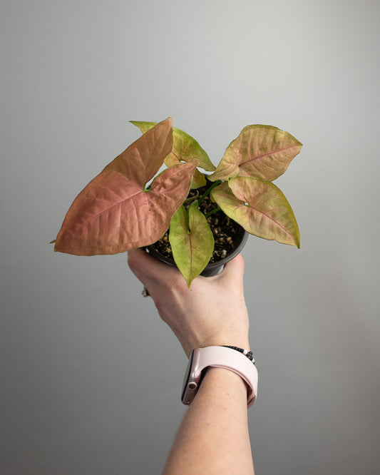 4" Syngonium 'Regina Red'
