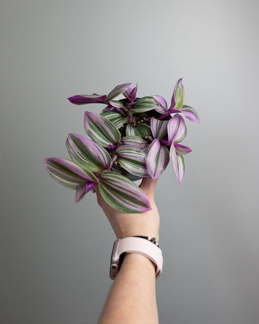 4" Tradescantia albiflora 'Nanouk'