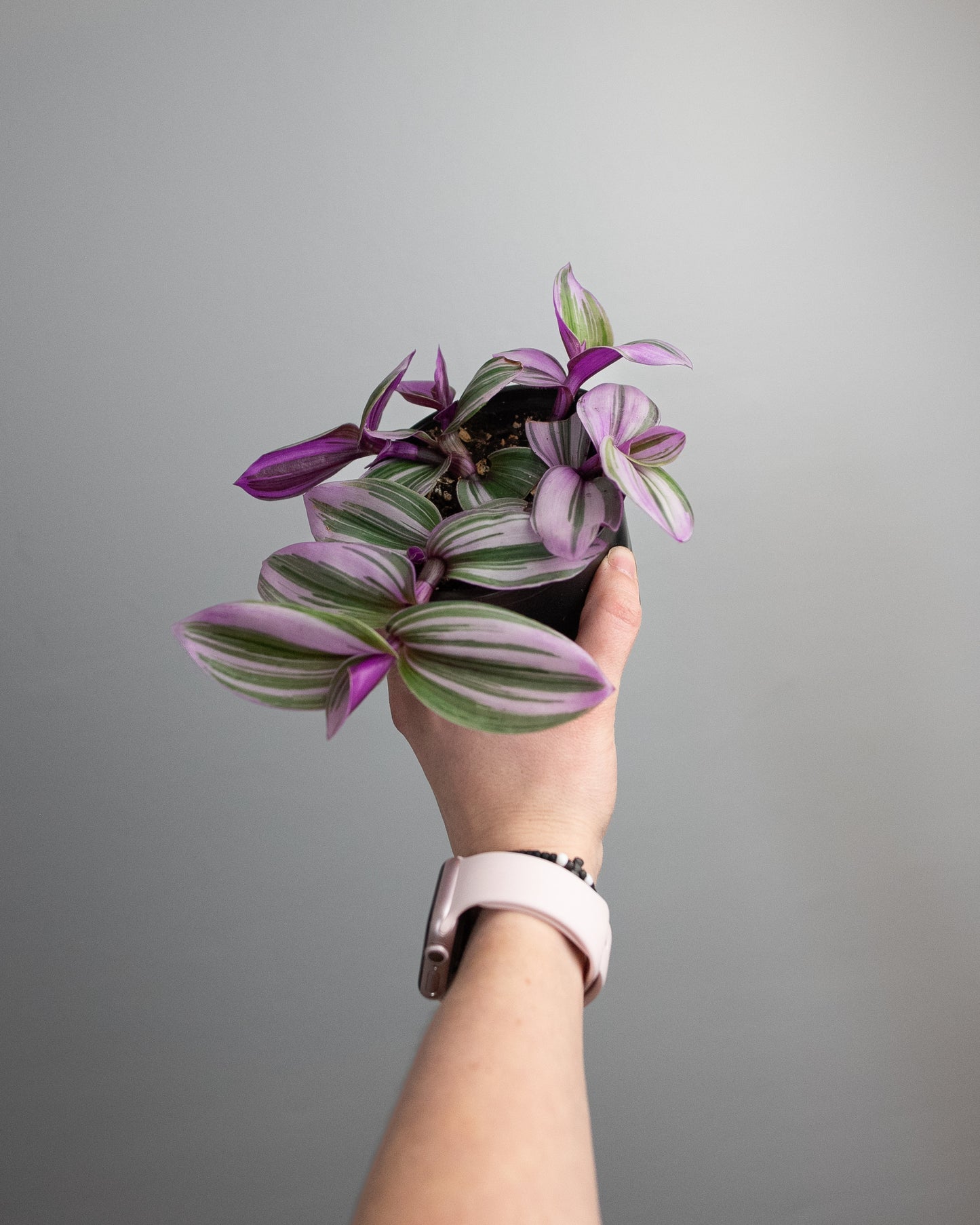 4" Tradescantia albiflora 'Nanouk'